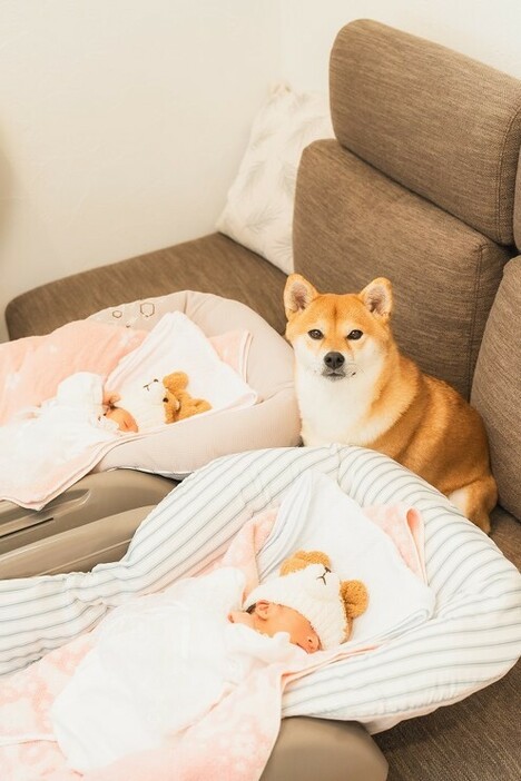 双子の赤ちゃんとむぎちゃん