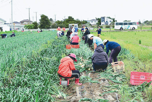 生産者の畑でタマネギを収穫する福祉作業所の利用者