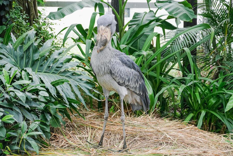 アジア初のハシビロコウ繁殖に取り組む「神戸どうぶつ王国」のボンゴ（オス）