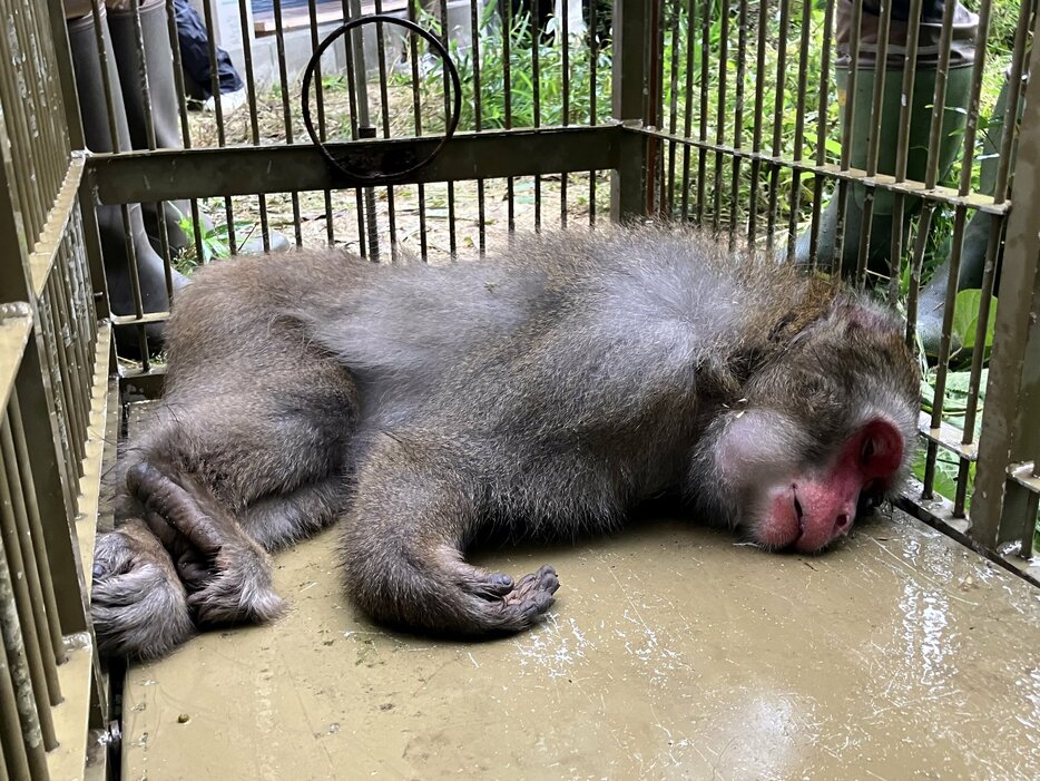 おりの中で麻酔で眠らされたサル