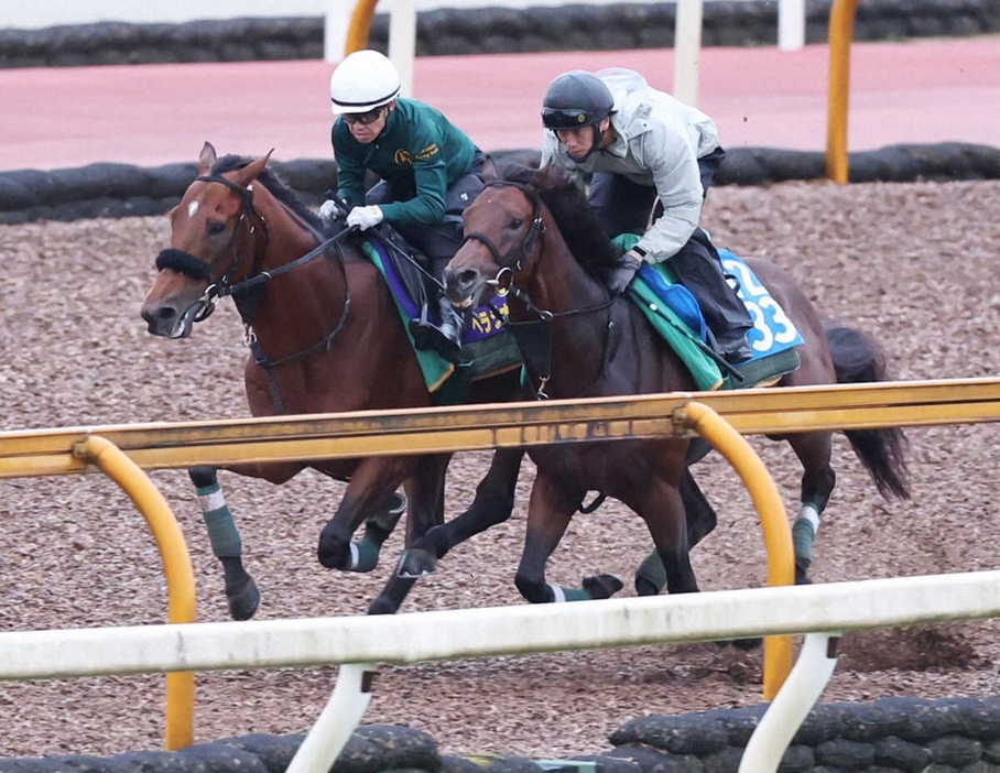 CWコースにて併せ馬で追い切るベラジオオペラ（左）（撮影・亀井直樹）