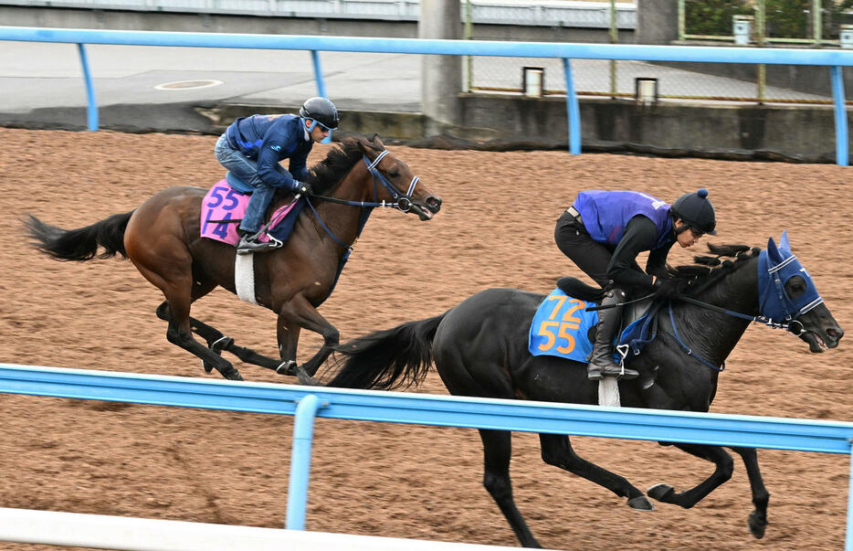 美浦ウッドでドゥラモンド（右）と併せて追い切るC・ルメール騎乗のブラウンラチェット（撮影・千葉一成）