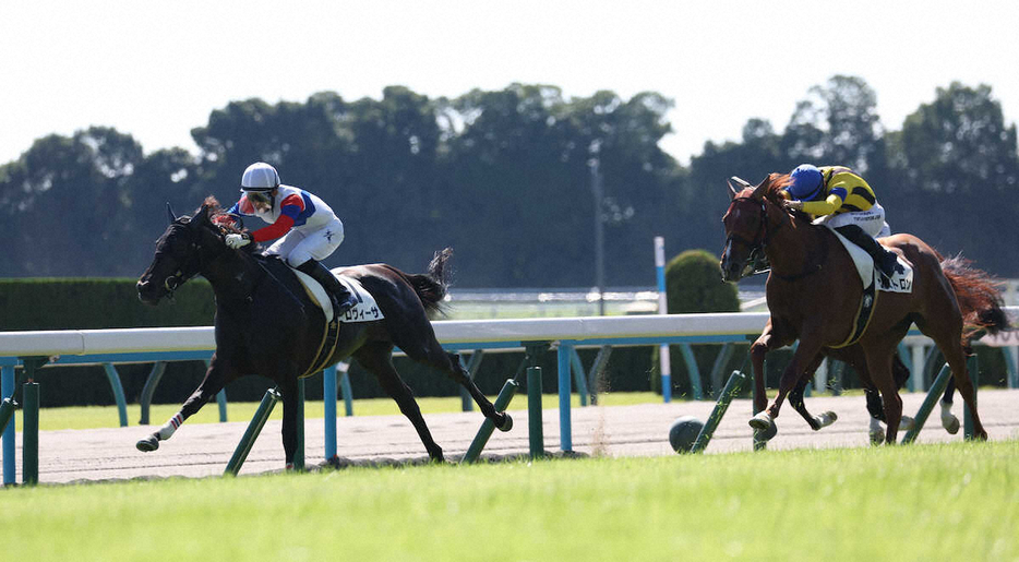 ＜京都5R＞新馬戦を快勝するロヴィーサ（左）（撮影・平嶋　理子）