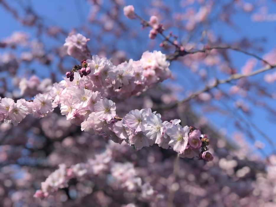 スタジオには、本物と見紛う大きな桜の木もありました