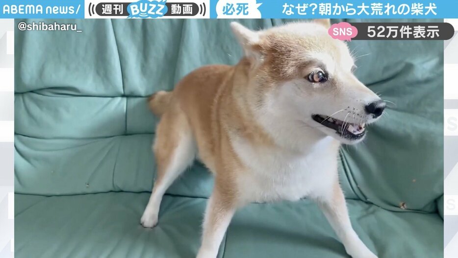 柴犬のハルちゃん