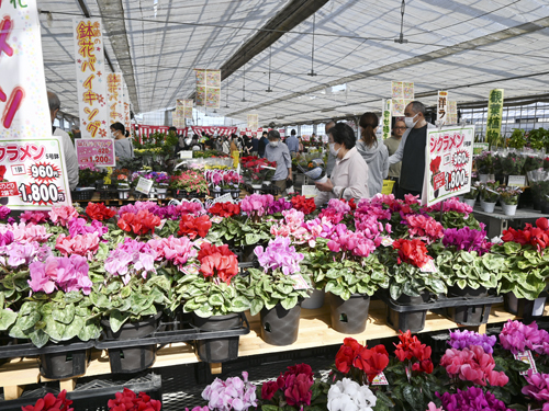 【来場者でにぎわう農場祭＝松阪市嬉野黒野町のクラギ嬉野農場で】