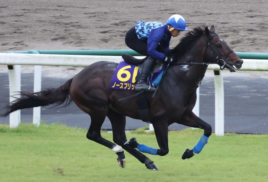 芝コースで追い切るノースブリッジ（撮影・郡司修）