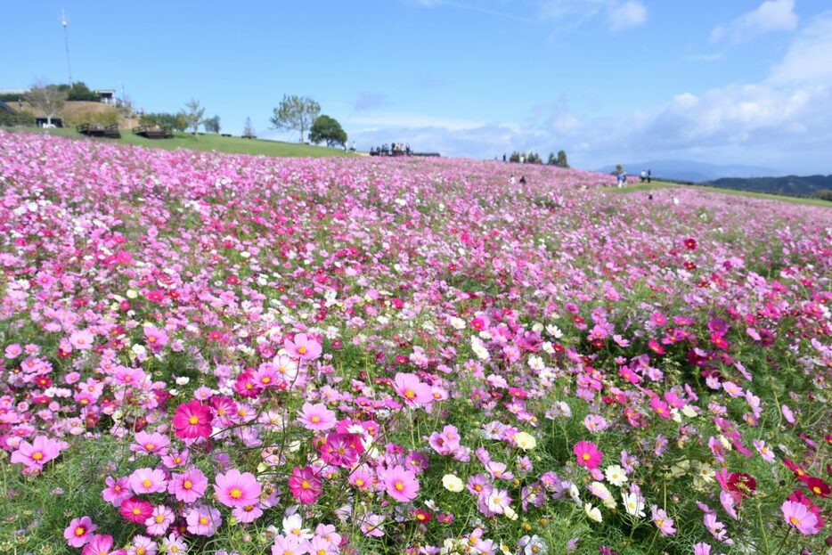 今が見頃！　あわじ花さじきで無料の「コスモス花摘み体験」