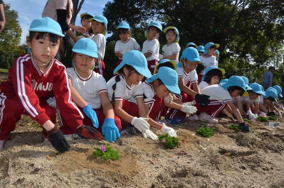 「大きく育って」と声を掛けながら苗を植える園児たち（江汐公園で）