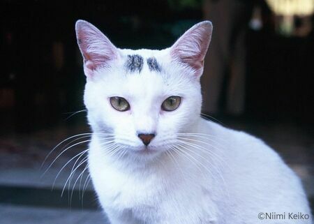 カリブ海の猫旅「この猫はきれいだからきっといい写真になる」（プエルトリコ）