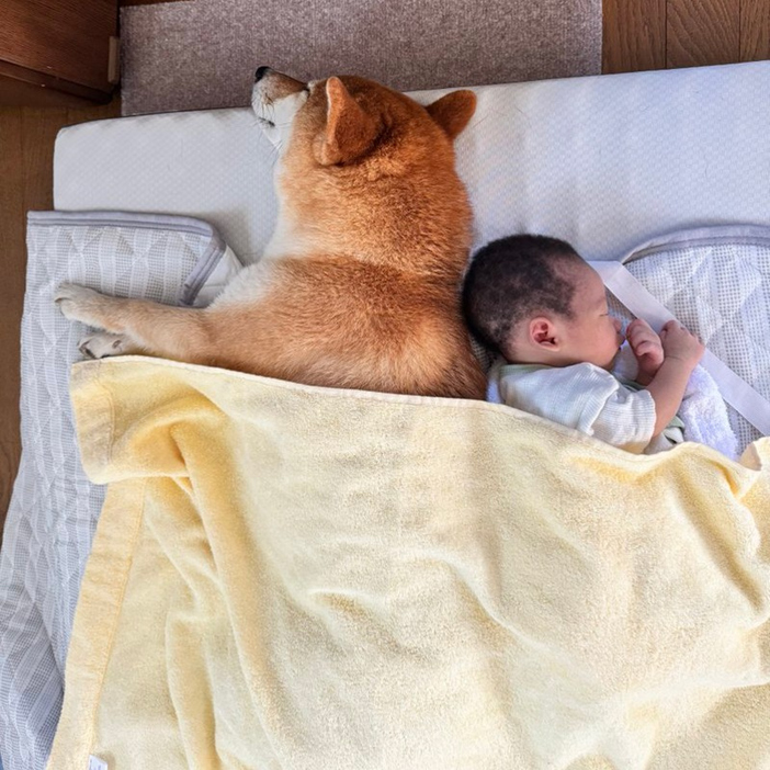 0歳の息子さんにそっと添い寝する柴犬のおてんとうまるくん（@otentou_Shibaより）