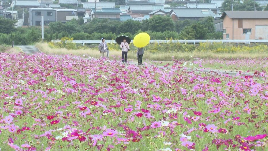 見頃を迎えたコスモスの花 三重県御浜町