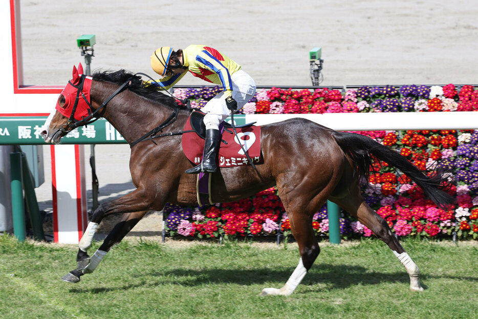 阪神スプリングジャンプの勝ち馬ジェミニキングが京都競馬場で乗馬に転身