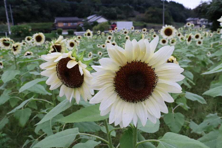 見ごろを迎えた白いヒマワリ＝大分県宇佐市院内町斎藤で２０２４年１０月２４日午後４時４２分、久保田修寿撮影