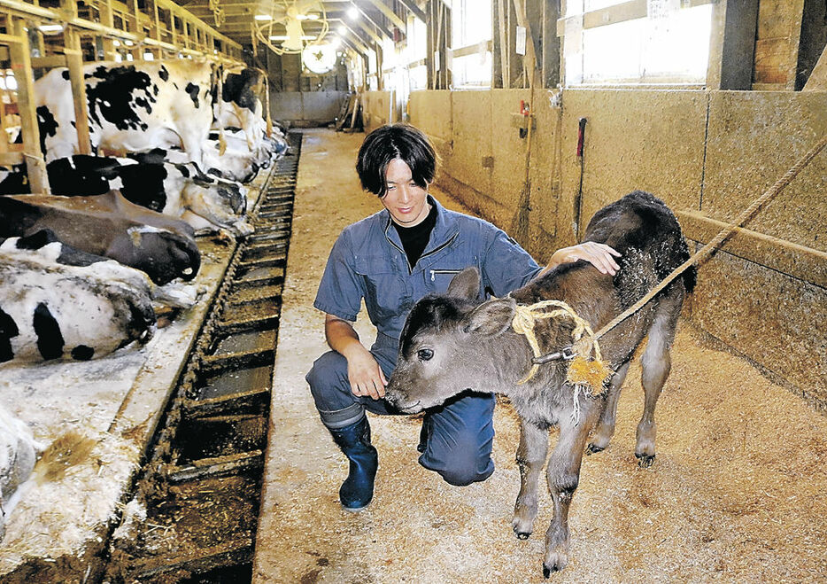 豪雨の日に生まれた子牛をなで、事業継続に決意を新たにする松田さん＝珠洲市唐笠町