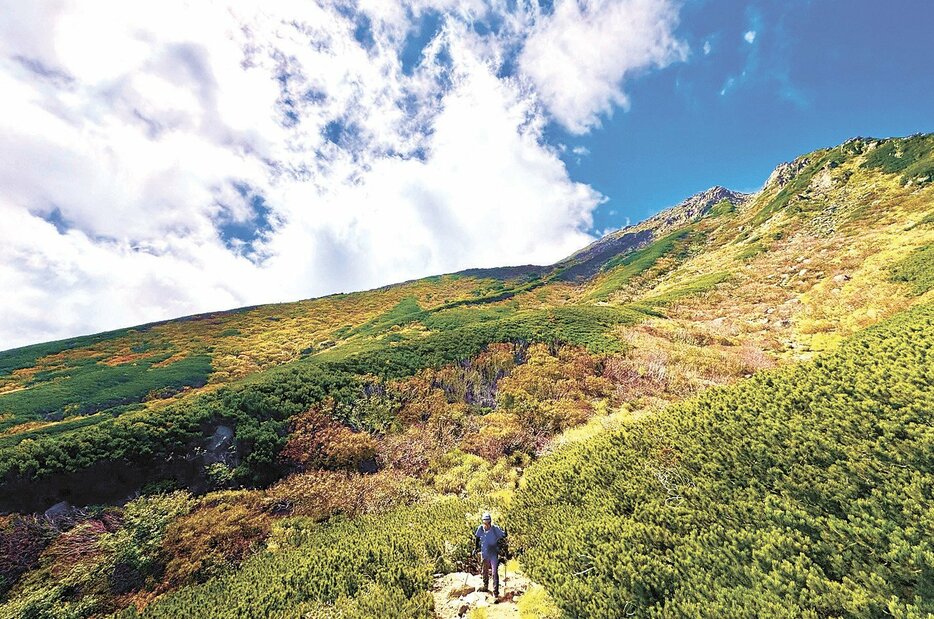 三ノ池への登山道から望む御嶽山。木々が黄やオレンジ色に染まり、錦秋の景色が楽しめる（1日午前11時ころ）