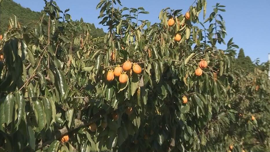 1300本ほどの柿を栽培している市島町の桑村農園