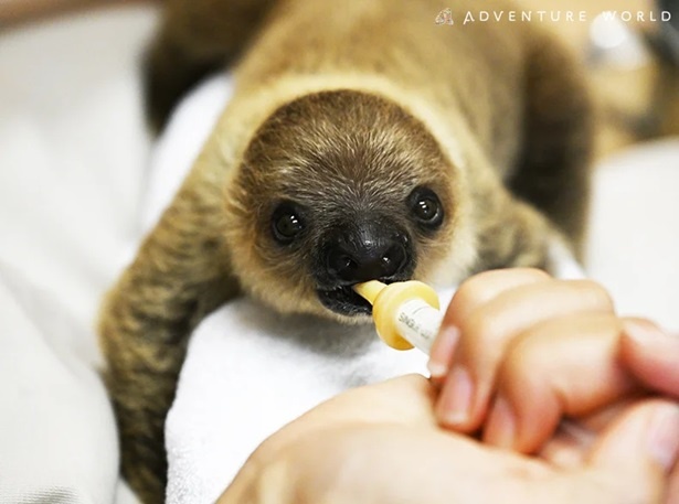 ミルクを飲むフタユビナマケモノの赤ちゃん