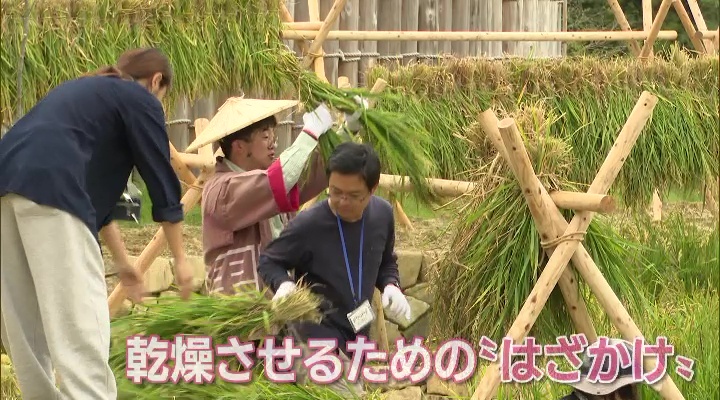 もののけの里で稲の収穫作業