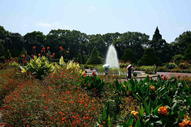 暑さに強いカンナとキバナコスモスが植えられた花壇