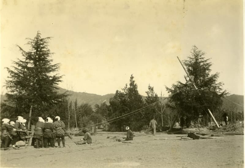 １９３４年の室戸台風で被害を受けたヒマラヤスギの復旧作業（京都府立植物園提供）