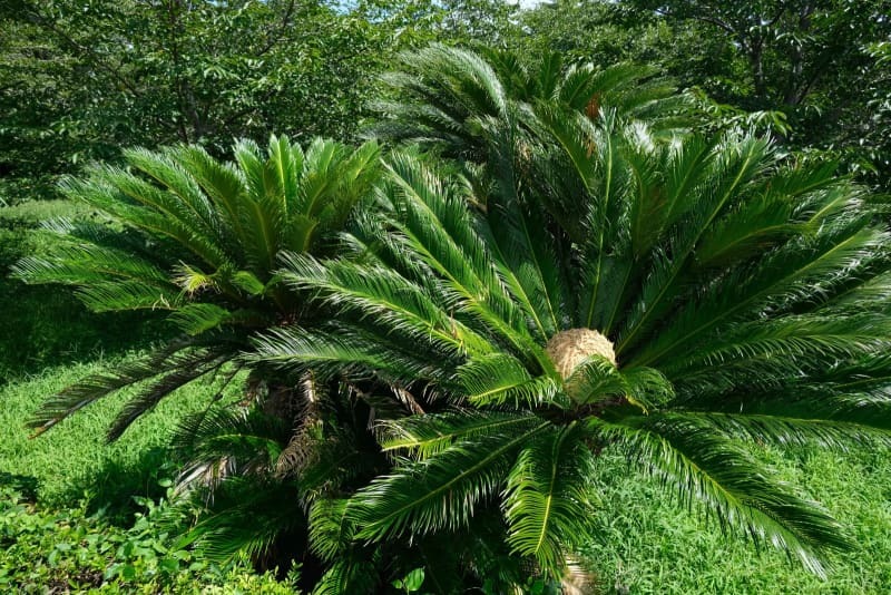 京都府立植物園でことし咲いたソテツのメバナ