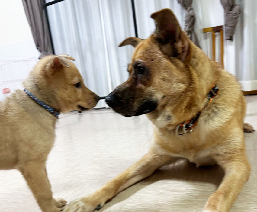 レオナは子犬と一緒に遊んであげる母性溢れる優しい性格の持ち主でした