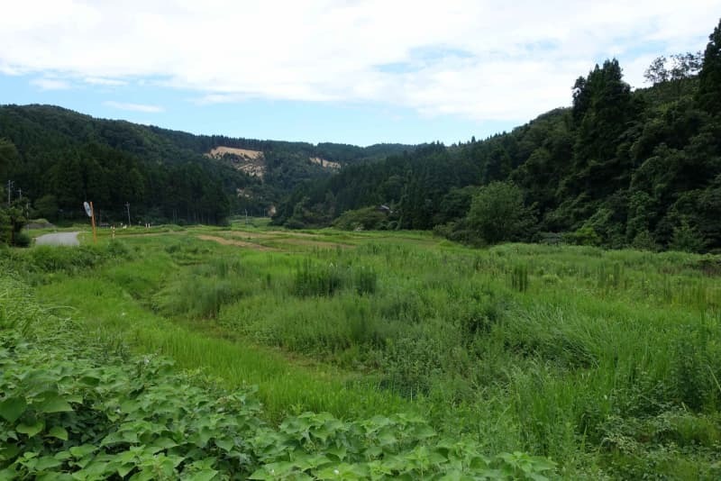 雑草に覆われた棚田＝８月２０日、石川県輪島市町野町