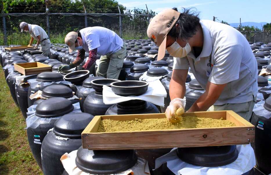 かめつぼの中を確認しながらこうじを振り入れる職人＝霧島市福山町福山の福山黒酢