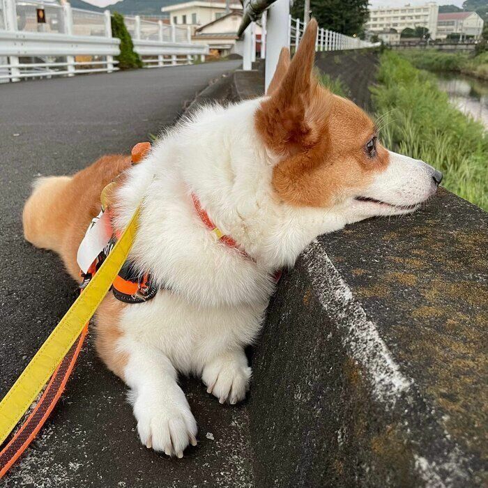 散歩中に動かなくなるめいちゃん