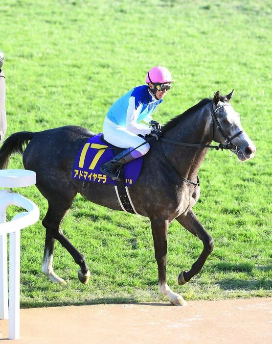 菊花賞で3着に敗れたアドマイヤテラ＝京都競馬場（撮影・岩川晋也）