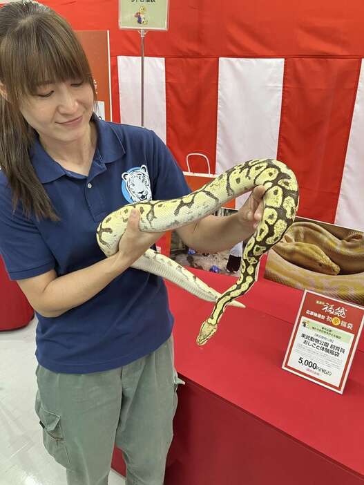 東武百貨店の飼育員体験ができる体験型福袋では干支にちなんだ大きなヘビとの写真撮影もできる＝24日、東京都豊島区（福田涼太郎撮影）