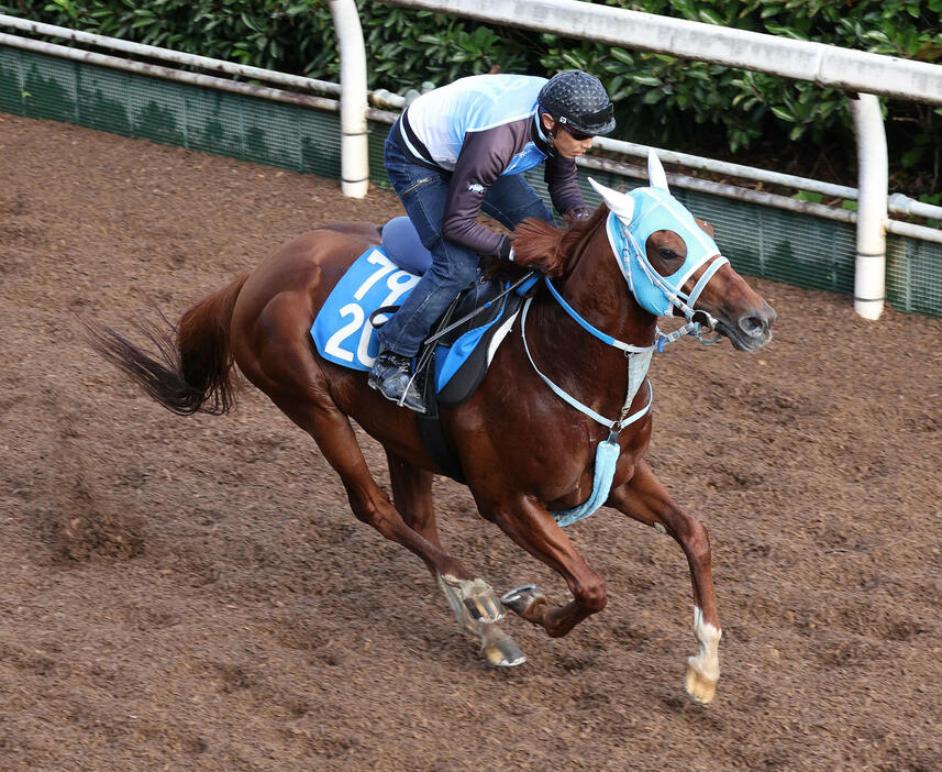 坂路を単走で追い切るメイショウブレゲ（撮影・白石智彦）