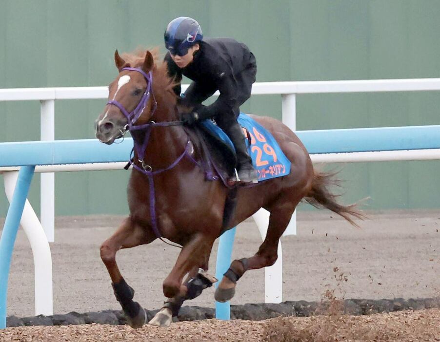 馬なりで軽やかな動きを披露するウインカーネリアン＝美浦トレセン（撮影・塩浦孝明）