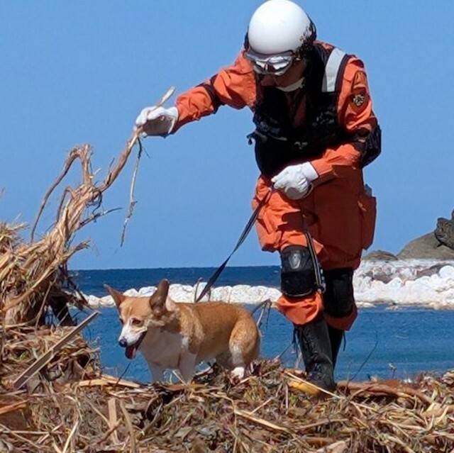 「コーギーもいる！」9月に能登半島に発生した豪雨災害の被災地で救助活動を行なったコーギー犬のエマちゃん（画像提供：認定NPO法人 災害救助犬静岡さん）