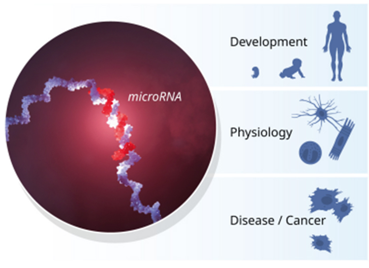 マイクロRNAのイメージ（左）。生物の進化や生理学、さまざまな病気に深い関わりを持つ（ノーベル財団提供）