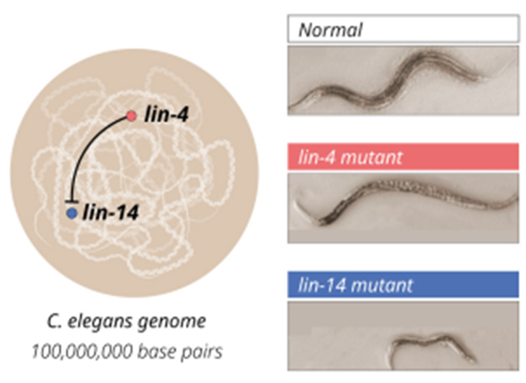 1億の塩基対を持つ線虫のゲノム（左）と、正常な線虫（右上）、lin-4突然変異体（右中）、linー14突然変異体（右下）（ノーベル財団提供）