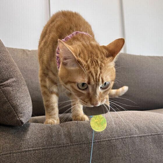 おもちゃで遊ぶ猫