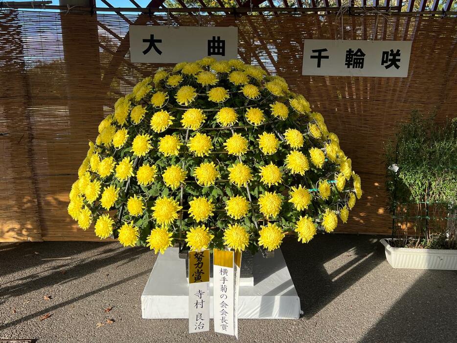 秋田ふるさと村（横手市赤坂）で始まった「よこて菊まつり」に展示中の「千輪咲」仕立ての菊