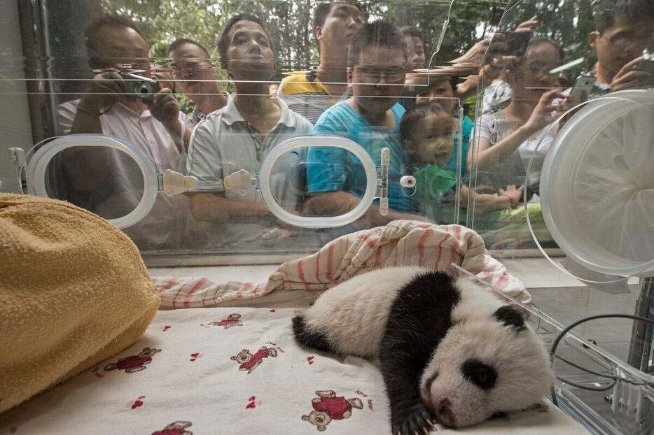 動物園で眠るジャイアントパンダの赤ちゃんを一目見ようと、来園者たちが群がっている。 私たちは、絶滅寸前だったジャイアントパンダのように、かわいいと思う種の保護活動に投資する傾向が強い。（Photograph By Ami Vitale）