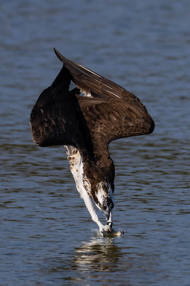 ブラックバスが空を飛ぶ直前の写真