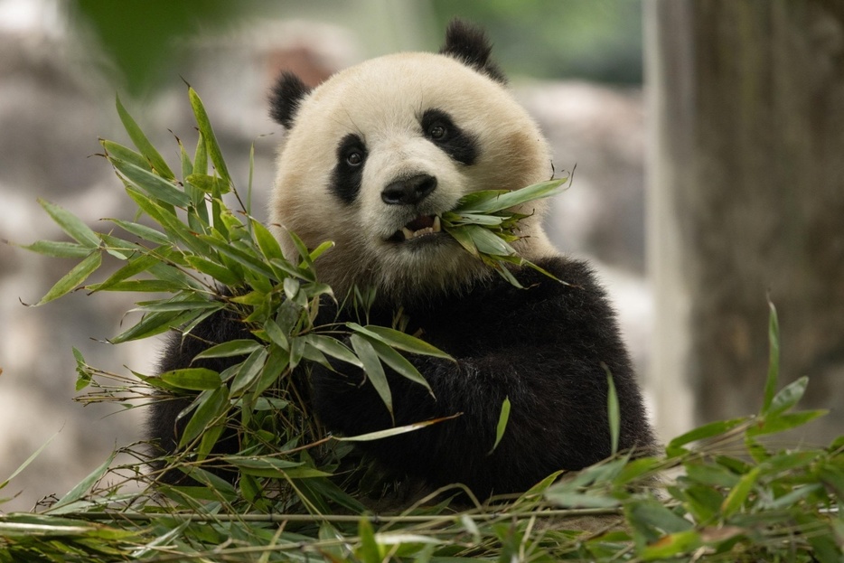 米首都ワシントンのスミソニアン国立動物園に貸与されるジャイアントパンダ２頭が中国を出発した