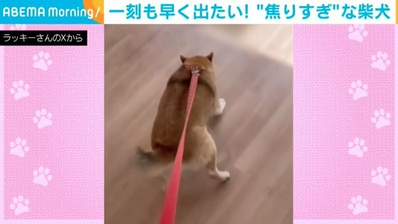 柴犬・ラッキーちゃん（9歳）