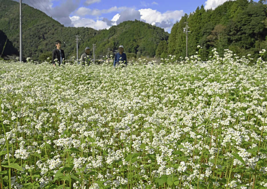 満開を迎えた在来種ソバの花＝静岡市葵区坂ノ上