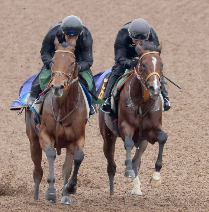 馬なりで力強い動きを披露したヒシアマン（右）＝美浦トレセン（撮影・塩浦孝明）