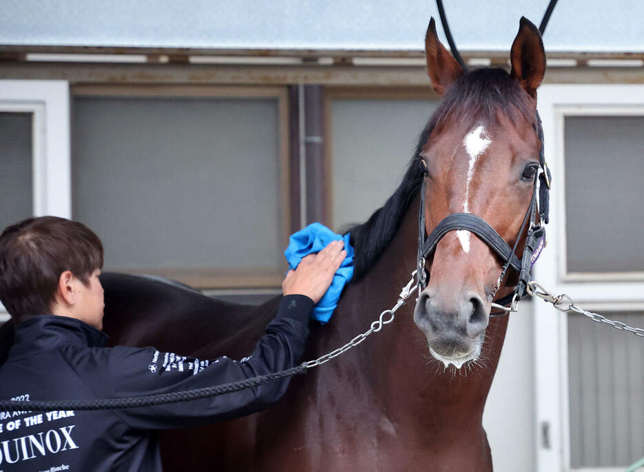 東京競馬場に到着したドウデュース（撮影・鈴木正人）