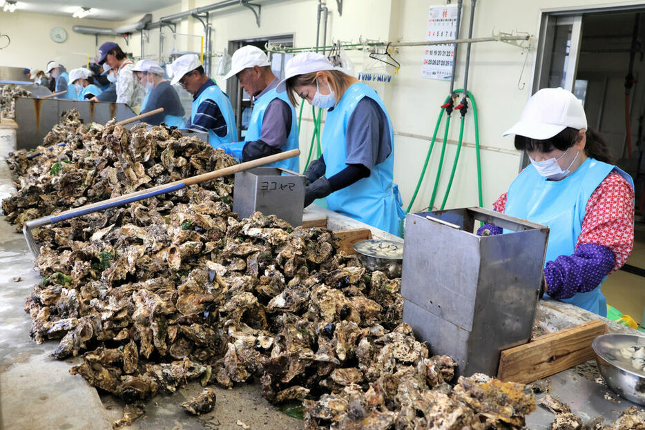 出荷される生食用カキの殻をむく生産者ら＝２８日午前８時４０分ごろ、宮城県石巻市の万石浦鮮かき工場