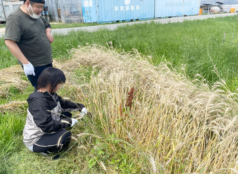 麦わらを刈るリハスワーク松山の利用者＝愛媛県東温市（同事業所提供）