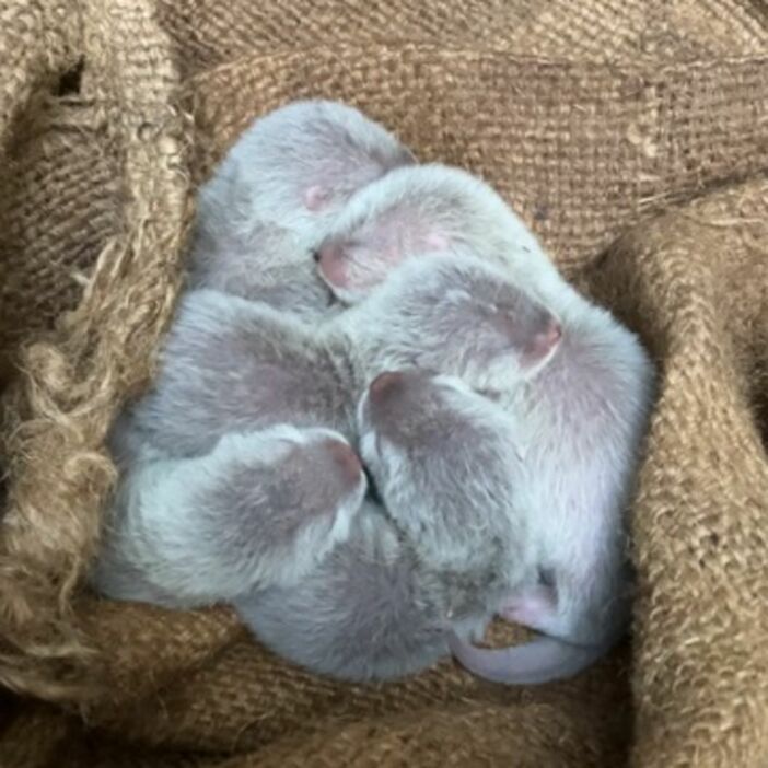 とくしま動物園で生まれたコツメカワウソの赤ちゃん（同園提供）