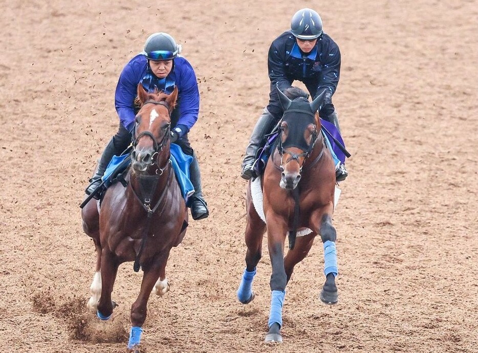 叩いての上昇度がかなり高いホウオウビスケッツ(右)ならこのメンバー相手でも…